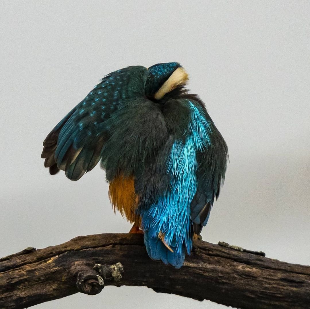 #birdphotography #birds #nature #italy #photography
#Alcedoatthis #MartinPescatore
#Kingfisher #lagotrasimeno #umbria #oasilavalle <a href="/Oasilavalle/">Oasi la Valle</a>
<a href="/NikonItalia/">Nikon Italia</a>
#nikonz6 500mm