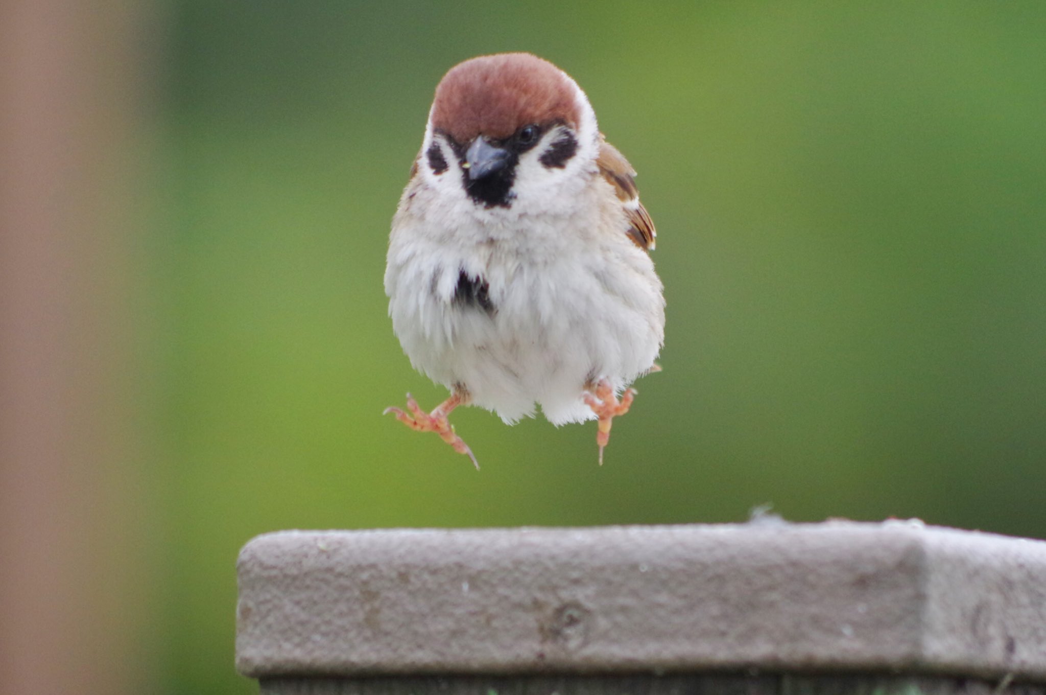 中野さとる 丸っこいスズメさんが浮いてるぞ 短い足がたまりません 雀 スズメ すずめ Sparrow 鳥 小鳥 野鳥 Bird ふわまるスズメ T Co Oudmgvymrk Twitter