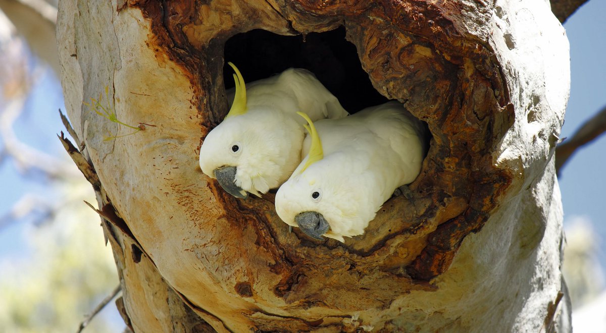 Sulphur-Crested Cockatoo (Cacatua galerita) en.wikipedia.org/wiki/Sulphur-c… #ThePhotoHour #BirdPhotography #bird @chirpbirding #TwitterNatureCommunity #NaturePhotography #HPlovecraft #wildlifephotography @CasualBirderPod