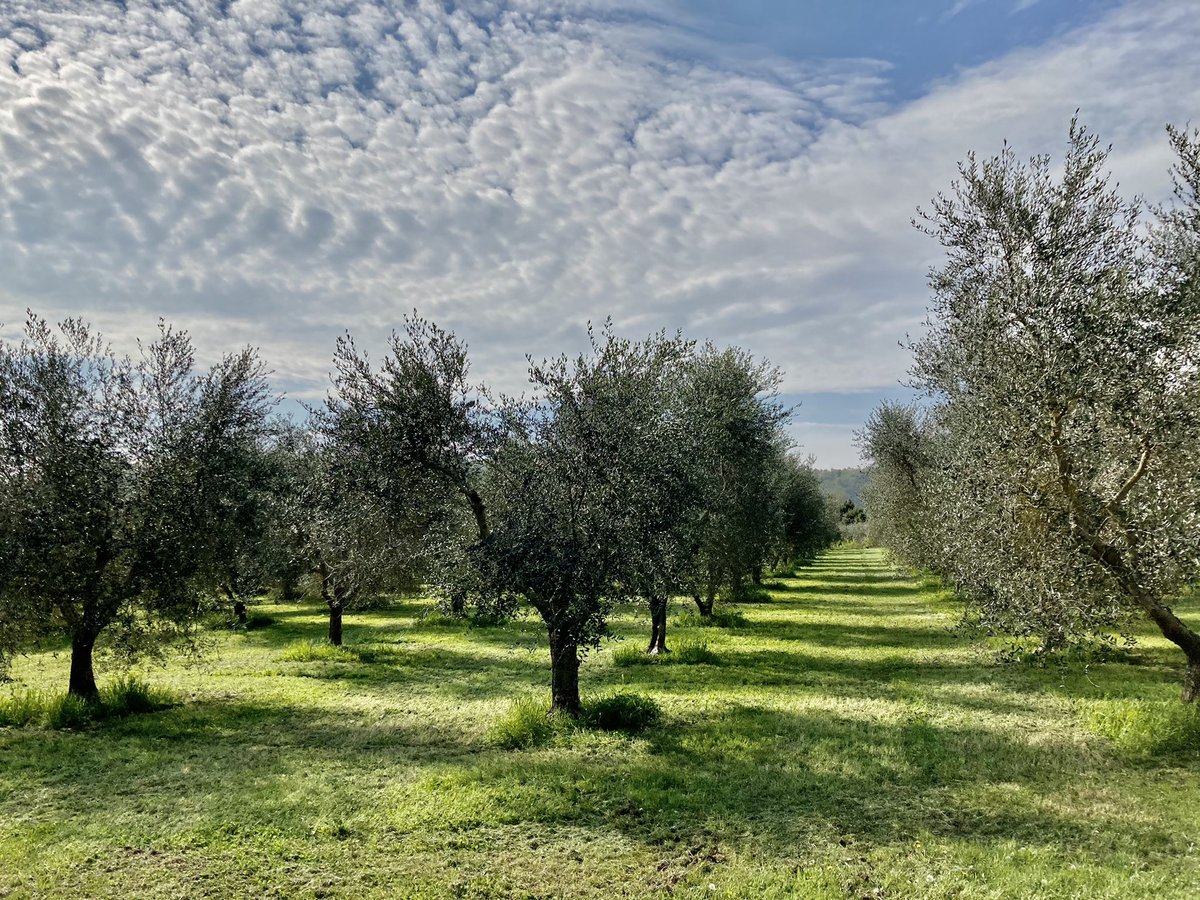 EnriqueMazzola's tweet photo. What can I say....? Wonderful #toscana 100%!!! .
.
.
.
#myitalianlife #myitalianhome #montepulciano #tuscany #tuscanygram #olivetree #shadows #countryside #countrysidelife #aprildays #italianspring https://t.co/dpuSCty0Au