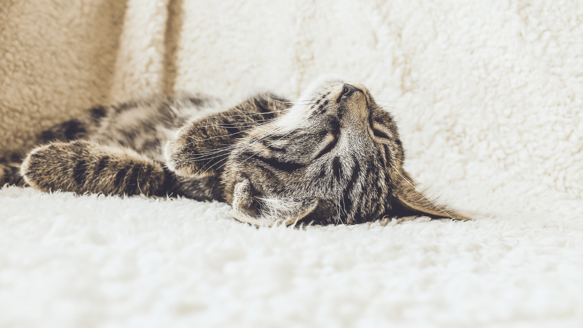 😴The <a href="/redbusfoodpark/">redbusfoodpark</a> is closed today. We hope you get some rest too!