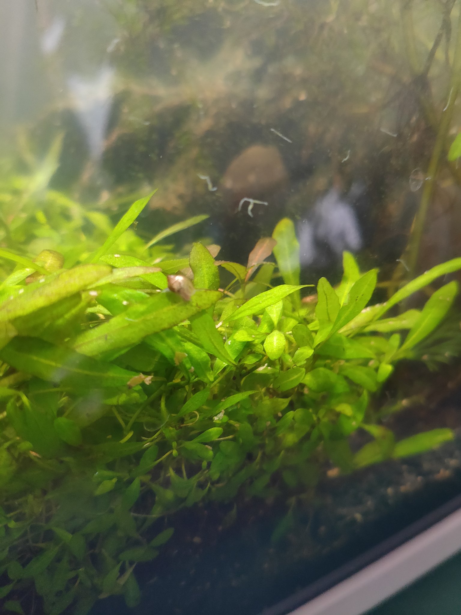 なか メダカライフ うちにいたタニシ 仮 はサカマキガイだった模様 1匹しか居ないはずなのにいつの間にか子どもが数匹生まれてた タニシは2匹居ないと増えない 1匹でも増えることが出来るなんて なんと強い生命力 ってことは無性生殖なの 卵産むのに
