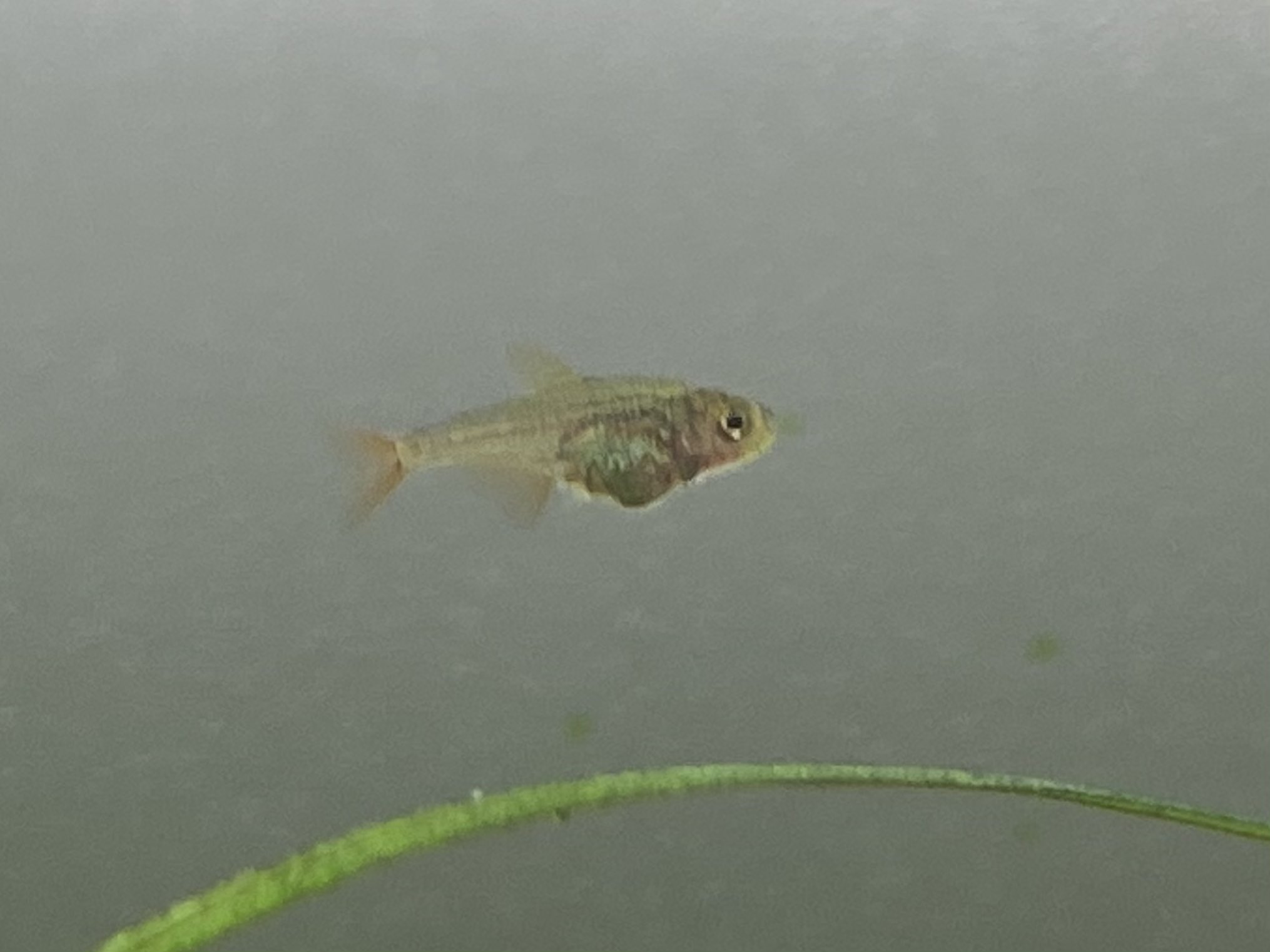 Ura トリミングしてたら コロンビアレッドフィンテトラの稚魚がいた いつのまに D コロンビアレッドフィンテトラ T Co C3tzecnji8 Twitter