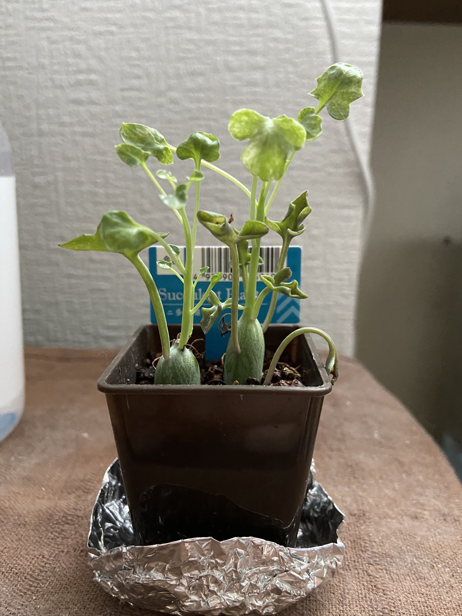 ひっと ダイソーで見つけた観葉植物 名前が分からない ˊᵕˋ でもなんか惹かれてしまった ダイソー 観葉植物 T Co 3hmacde3tw Twitter