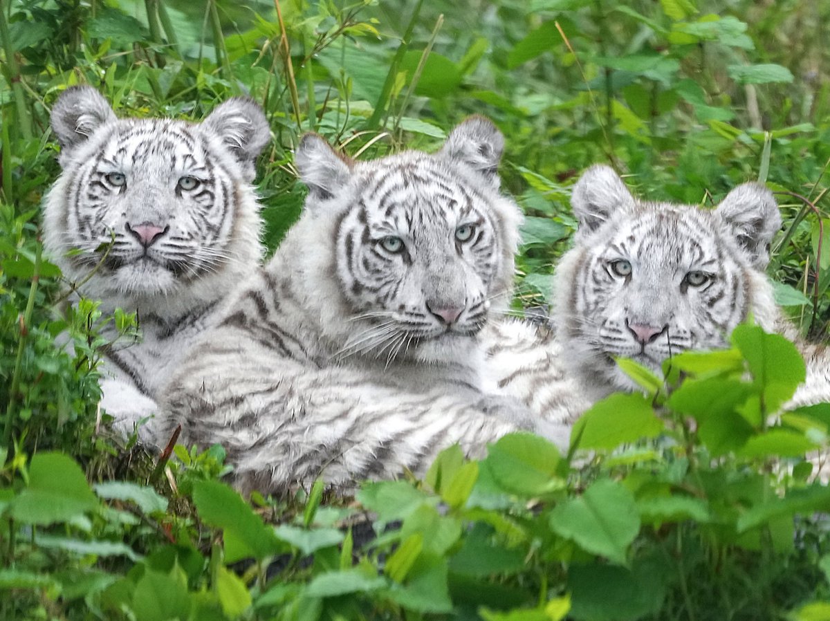 ホワイトタイガーの子ども達のめっちゃ慎重な 狩りごっこ が可愛いったらない おぼつかない忍び足 Togetter