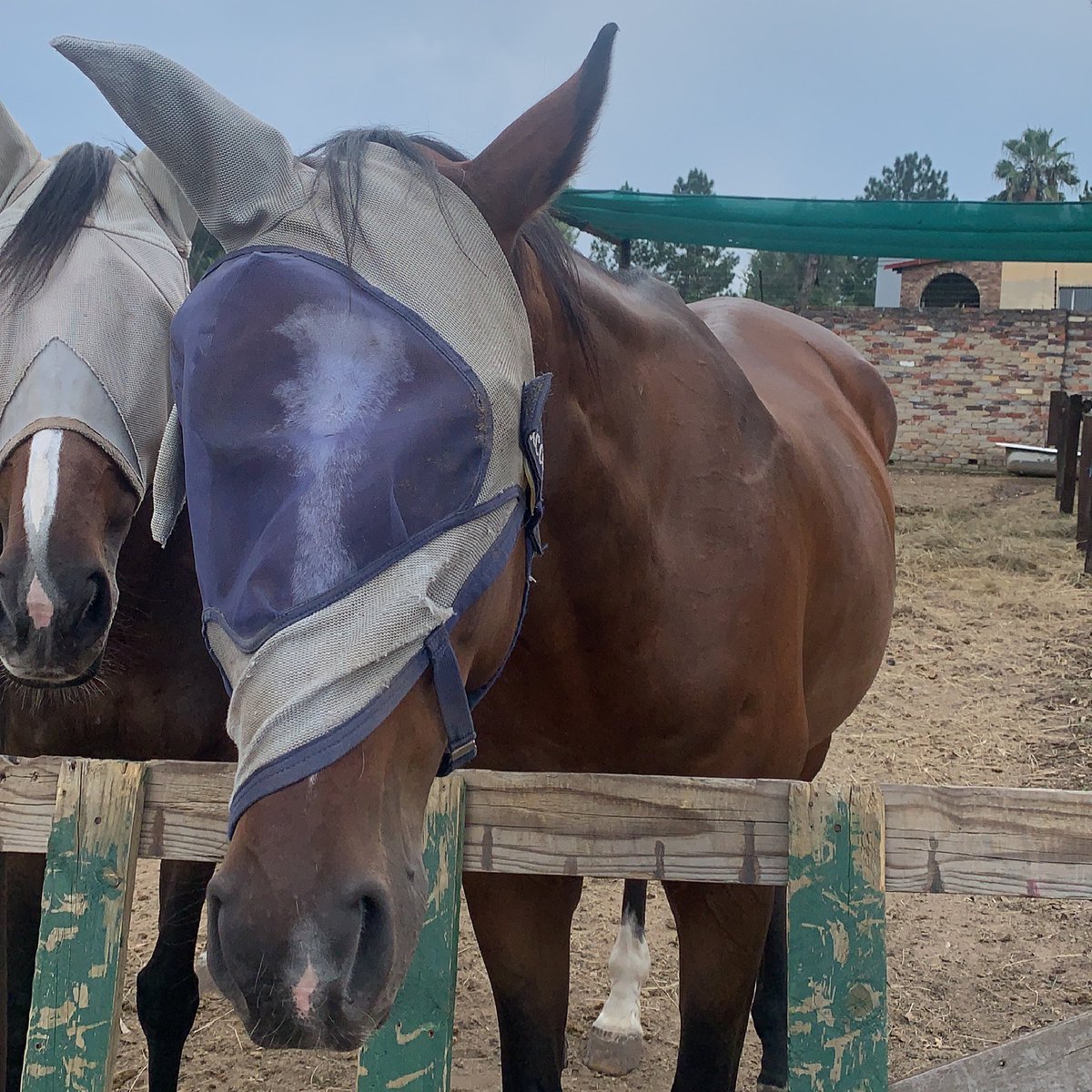 ELDoradostables's tweet photo. Copper trying some new kiff styles out 😎🤟🏻😂😂
#copper #copperloochee🐴 #kiff #newstyles #kiffstyles #eldoradostables #historm #sillyboy #funnyhorse #flymask https://t.co/hsPr1VmWka