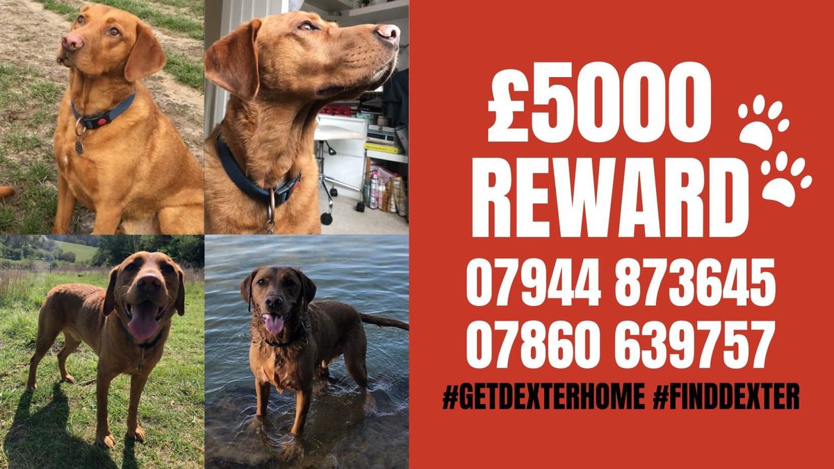 getdexterhome's tweet photo. Still no update from the Police re raids. 
#DEXTER  IS SOMEWHERE ‼️
He’s 🔥too hot to handle🔥 so where is he?? #GetDexterHome 
*** £5000 #REWARD FOR SAFE RETURN ON OFFER *** 
Please #help us with posters in your area and #share - he could be anywhere💔 
#UK #Labrador #FindDexter https://t.co/GNYizw17am