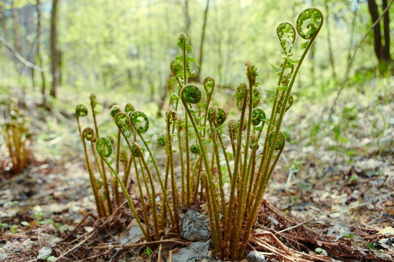 EuskalNatura's tweet photo. Gabeziak nabarmenak dira Aitziberren arabera. Hemendik bost urtera LHko irakasle izango direnek Planta ganba izena jarri zioten iratzeari... @sanz_azkue @diez_joserra #Itsumustuka #NZ4T #Pteridium #Hezkuntza https://t.co/8vwloPW3UL