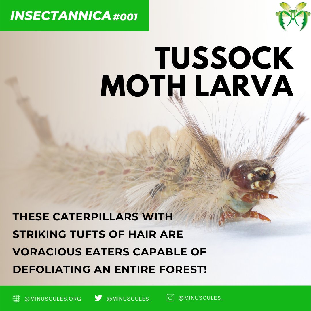 minuscules_'s tweet photo. #INSECTANNICA 001: The Lymantriinae are a subfamily of moths (Family: Erebidae) whose components are referred to as "tussock moths".

These larvae tend to have broader host plant range and hence are important defoliators of forest trees.

Image credits: @itsdevbagdi https://t.co/qfGk8P42Gc