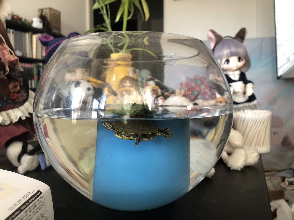 I found a pot for the turtle. She seems quite happy though it’s not enough space to swim properly and if she can’t figure out how to get on the thing in the middle for some rest I won’t be able to leave her there.