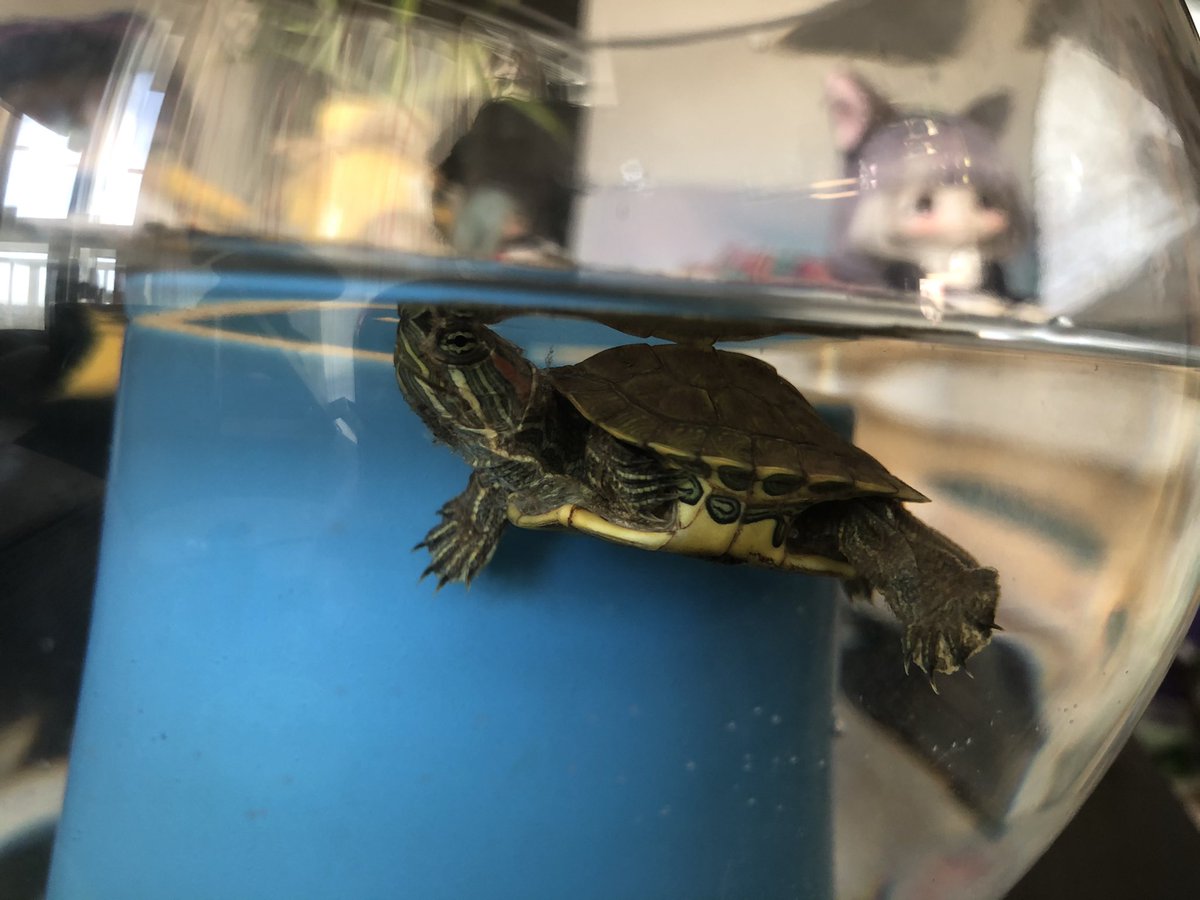 I found a pot for the turtle. She seems quite happy though it’s not enough space to swim properly and if she can’t figure out how to get on the thing in the middle for some rest I won’t be able to leave her there.
