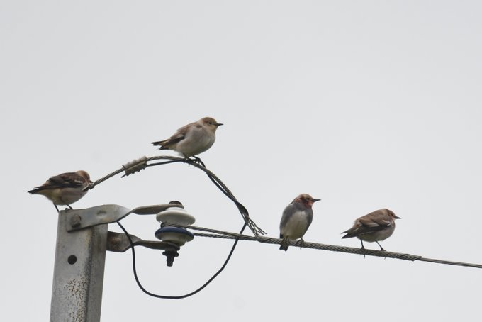 Ahiru345さんのイラスト一覧