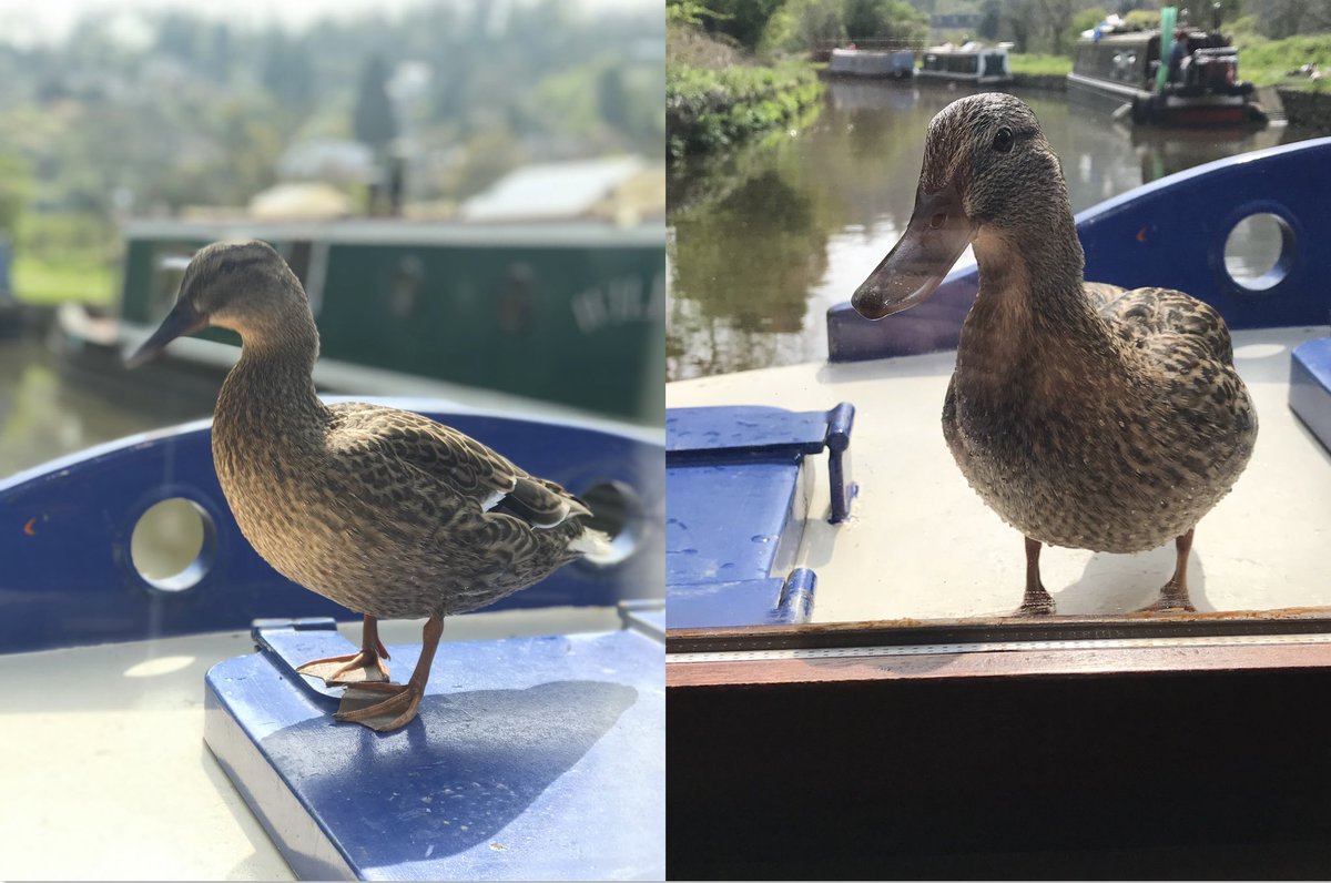 Just another month until we’ll be able to start welcoming guests aboard again, and maybe the occasional hitch-hiker too! #boatingholidays #lovenature #wildlife #hotelboating #kennetandavoncanal #riverthames #grandunioncanal