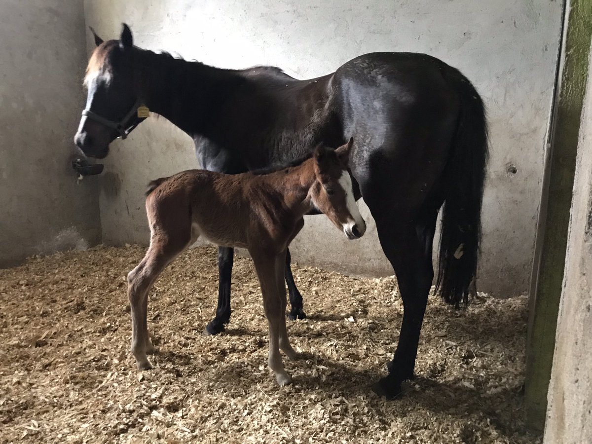 PACO BOY - KÖSEM SULTAN 2021 Tayı dişi olarak dünyaya geldi. <a href="/binefatciftligi/">Haluk Seyok</a> Haluk SEYOK Bey'i ve İlgililerini kutlar, başarılı bir yarış yaşamı dileriz.