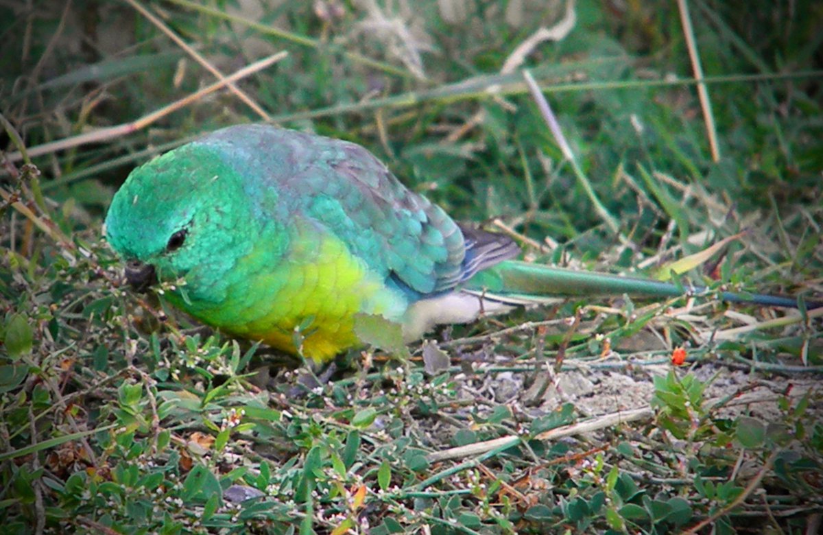 NaomiRGoode's tweet image. #dPSWeeklyChallenge and #dPSGreen