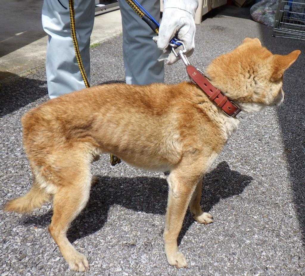 Japanesemichael Jackson 栃木県保健所 期限 4月24日 性別 男 年齢推定 中高齢 犬 種 雑種犬 体格 中 毛色 茶白 収容月日場所 4 16 鹿沼市白桑田 赤色革製首輪 切れた青色ワイヤーロープ 迷子犬 栃木県 鹿沼市 白桑田 雑種犬 保健所