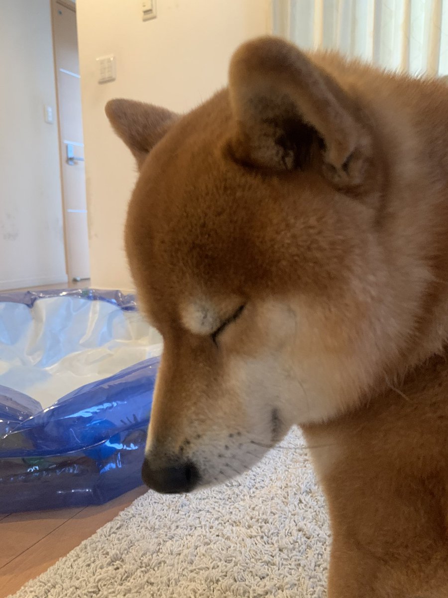 ものすごく控えめに甘えてくる犬 ものすごく控えめに甘えてくる犬
