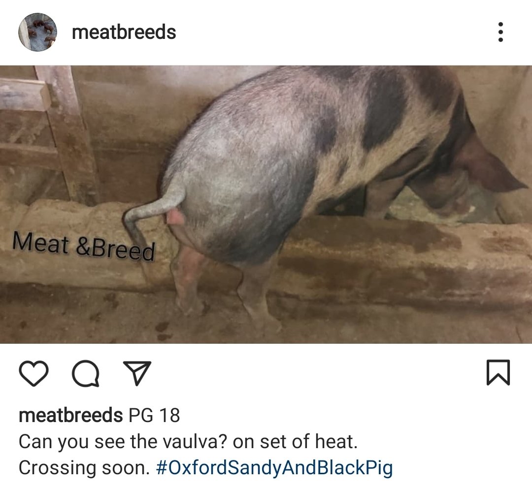 BreedMeat's tweet photo. #abujapigs #PlateauPigs #NigeriaPork #porkLovers #KadunaPork #porkcusine #Asiancusineng #NgChiniseResturants #Pork #PigsforSALE #PigFarmersNg #pedigreePigs #AgricPigs #foreignePigs #Porkshoulders #porkBelle #porkChops
@Nig_farmer https://t.co/Pl0TgJ9aJ7