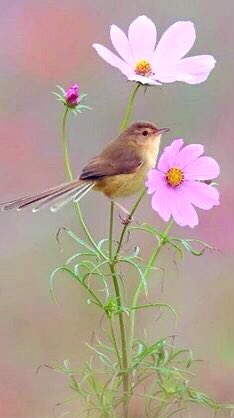 Hope you had a good day have a really nice evening 🌸😊