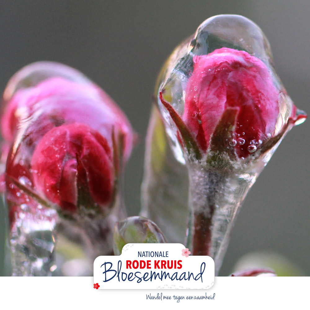 Quiz: Welke bloesem ontpopt zich als eerst?🌸
.
.
.
.
.
.
De kersenbloesem en pruimenbloesem zijn de eerste bloesemsoorten die uitkomen.