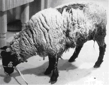 1. ÉRASE UNA VEZLa historia comienza en el siglo XVIII cuando ganaderos europeos observaron que sus ovejas empezaron a comportarse de forma extraña: se frotaban compulsivamente contra superficies, temblaban incontrolablemente, tenían alteraciones motrices y finalmente morían