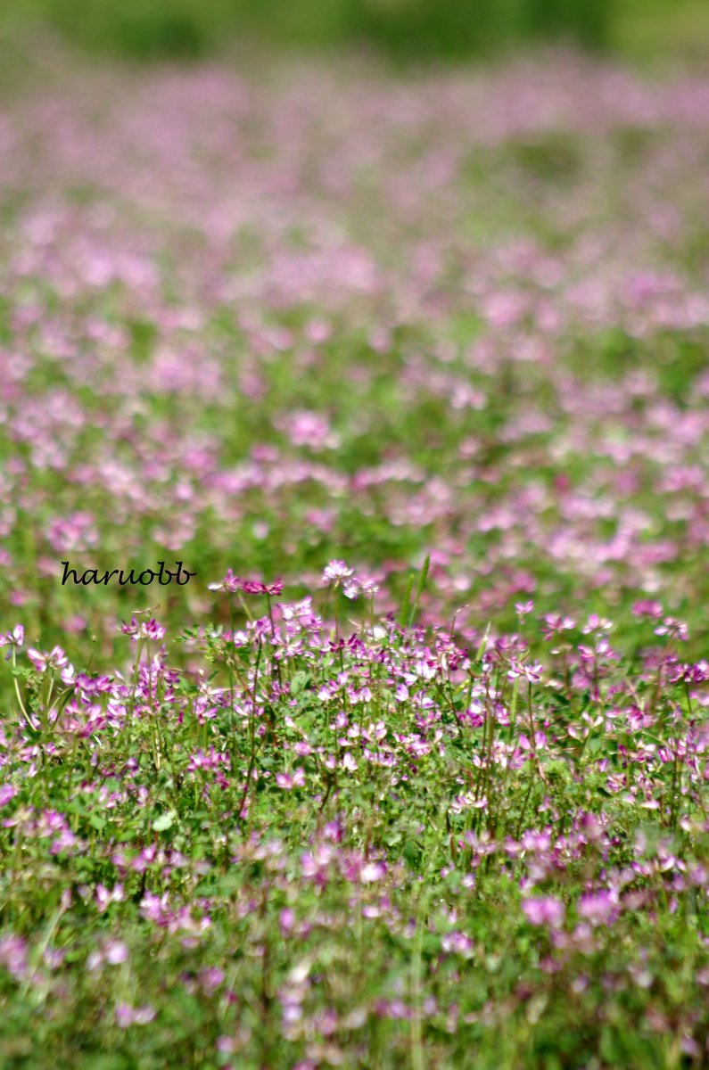 ট ইট র 蓮華草 হ য শট য গ ট ইট র 蓮華草 হ য শট য গ