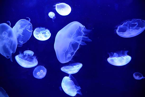 Mari マリ 俳句 季語は春 海月 くらげ うつくしき 海月浮きたり 春の海 正岡子規 春の海に美しいクラゲが浮いていることだなぁ クラゲは厄介者に思われがちですが 春の霞がかったような海に乳白色のクラゲが浮いている様子は 美しくもあります 春 Mari マリ 俳句 季語は春 海月 くらげ うつくしき 海月浮きたり 春の海 正岡子規 春の海に美しいクラゲが浮いていることだなぁ クラゲは厄介者に思われがちですが 春の霞がかったような海に乳白色のクラゲが浮いている様子は 美しくもあります 春