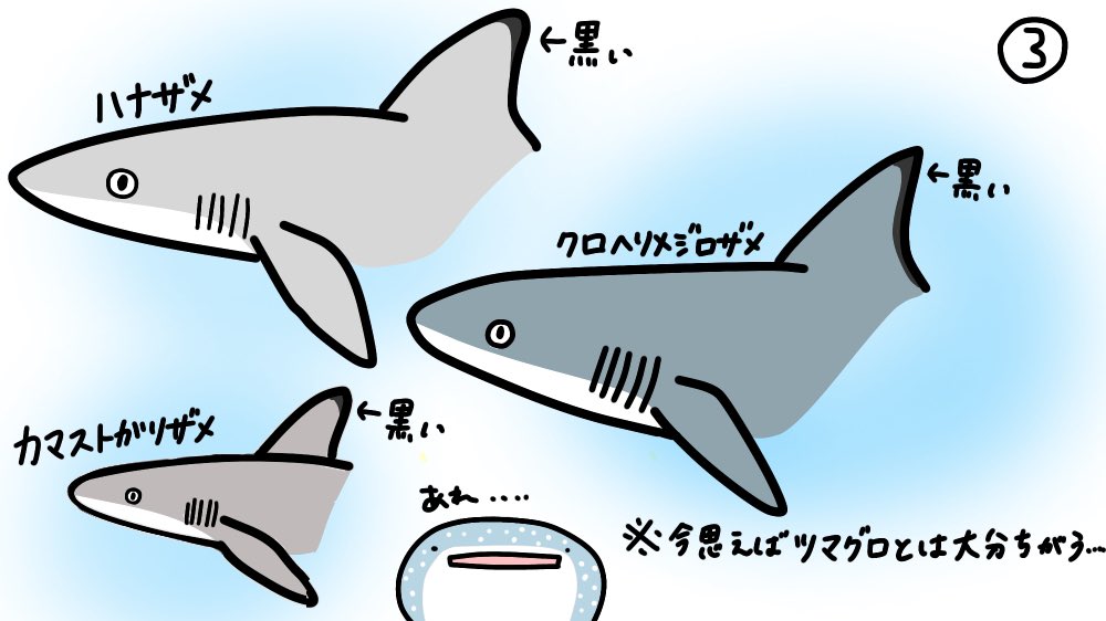 けいこっとん サメを好きになりたての頃のお話 ツマグロは最初の頃に覚えたサメで 私にとっての救世主でした 今でも大好きなサメです サメを見分けるのってほんと難しい サメ イラスト Shark Illurstrations ツマグロ ひたすらサメを描く けいこっとん サメを好きになりたての頃のお話 ツマグロは最初の頃に覚えたサメで 私にとっての救世主でした 今でも大好きなサメです サメを見分けるのってほんと難しい サメ イラスト Shark Illurstrations ツマグロ ひたすらサメを描く