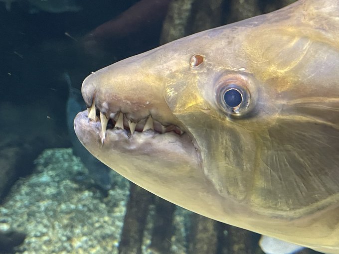 ゴライアスタイガーのtwitterイラスト検索結果