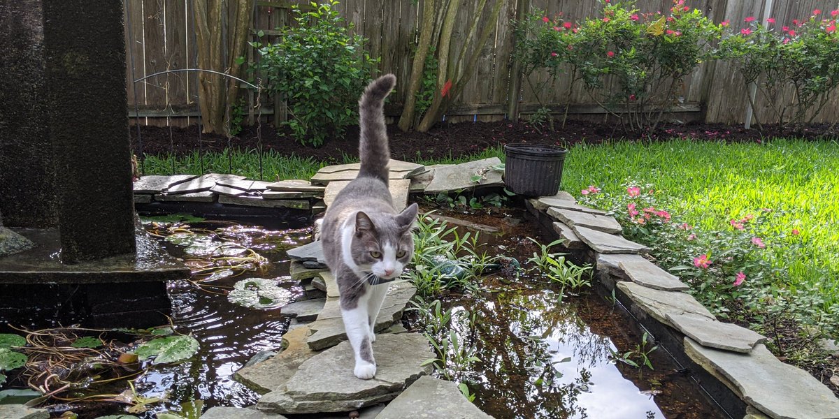 RealRuggle's tweet image. Sunday Patrol...
#Cats #CatsOfTwitter