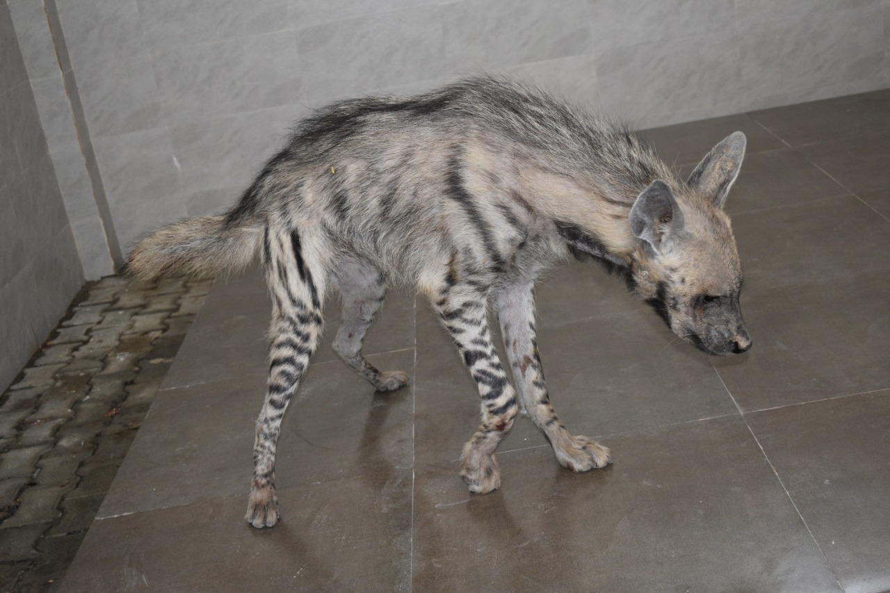 People For Animals Trust Faridabad on Twitter: People For Animals Trust Faridabad on Twitter:
