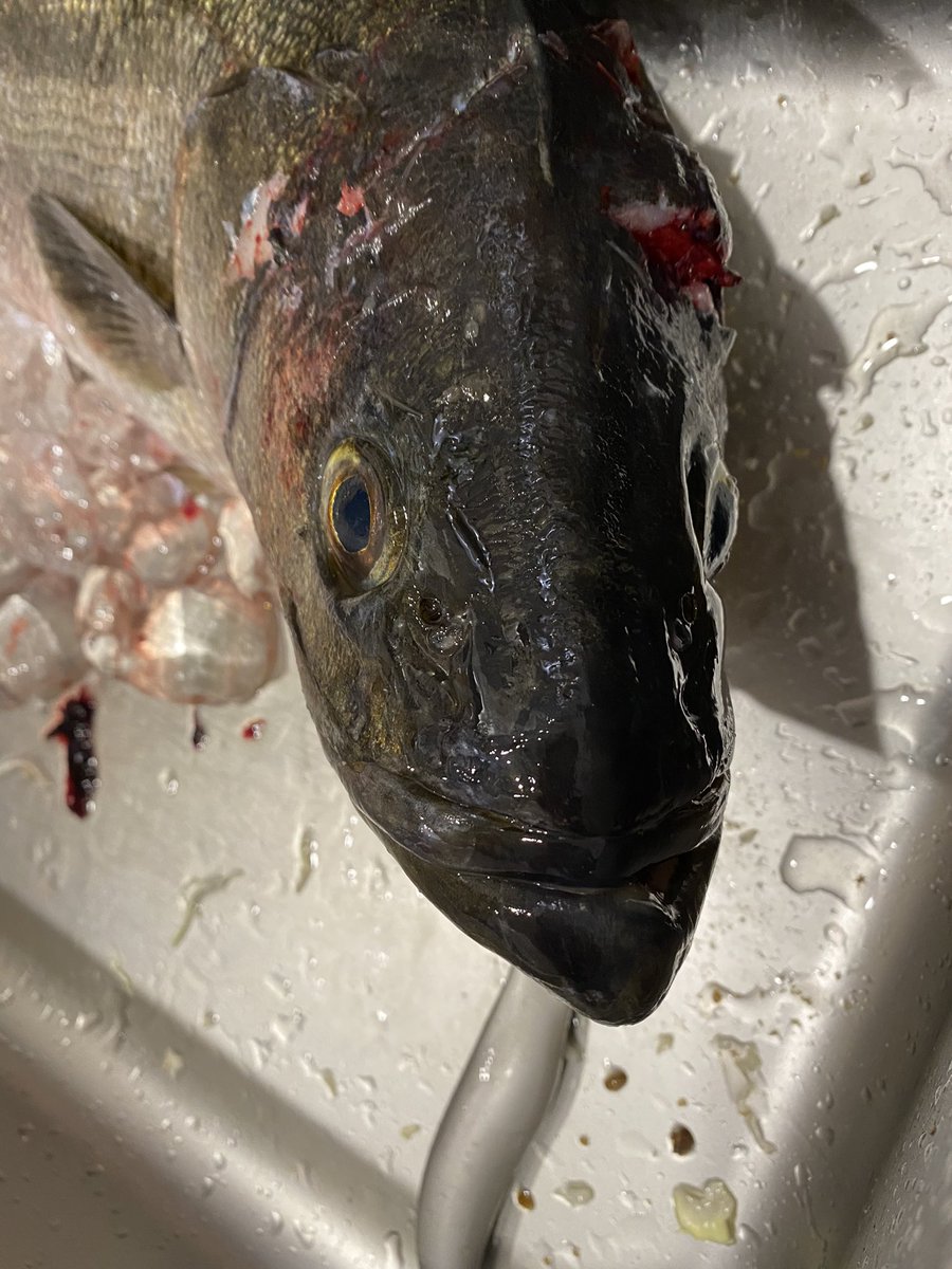 釣りわんこ 社畜が家に帰ると夫がランカーシーバス85センチとイワシ48匹釣って帰ってきてた 本牧にて釣ったイワシの泳がせ釣り エレベーター仕掛けで釣れたようです 夫の目標の泳がせ成功で喜び それにしてもでかすぎwドラゴン シーバス 本牧 釣りわんこ 社畜が家に帰ると夫がランカーシーバス85センチとイワシ48匹釣って帰ってきてた 本牧にて釣ったイワシの泳がせ釣り エレベーター仕掛けで釣れたようです 夫の目標の泳がせ成功で喜び それにしてもでかすぎwドラゴン シーバス 本牧