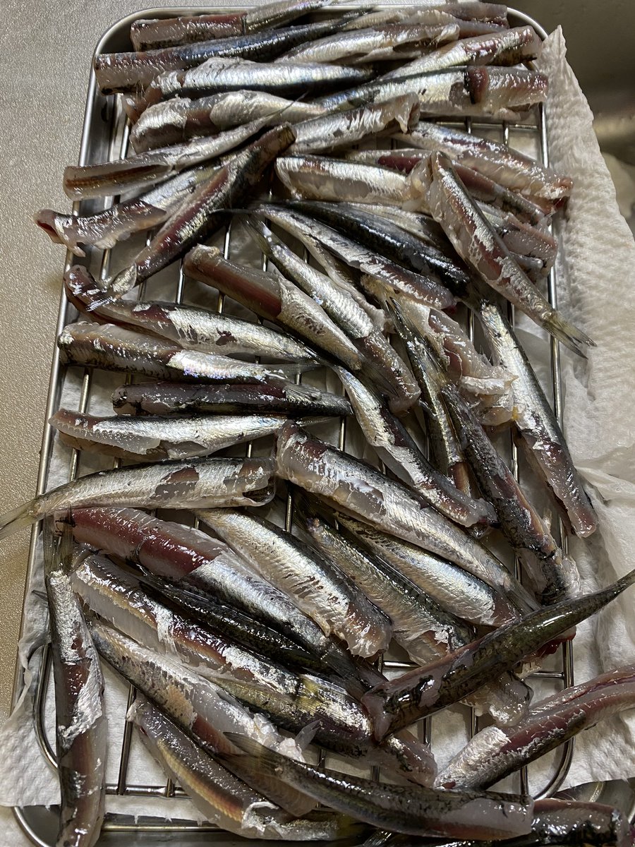 釣りわんこ 社畜が家に帰ると夫がランカーシーバス85センチとイワシ48匹釣って帰ってきてた 本牧にて釣ったイワシの泳がせ 釣りエレベーター仕掛けで釣れたようです 夫の目標の泳がせ成功で喜び それにしてもでかすぎwドラゴン シーバス 本牧
