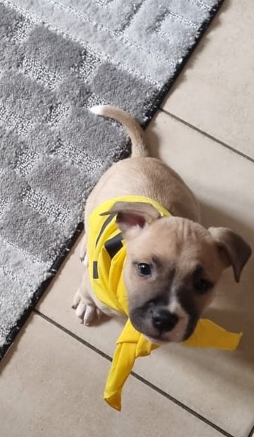 tartan1314's tweet photo. Hamish already getting into election spirit. That's my boy! 

Of course, even in dog years he's too young to vote 😂 

#BothVotesSNP #snpdogs https://t.co/L6bP9WCYQN