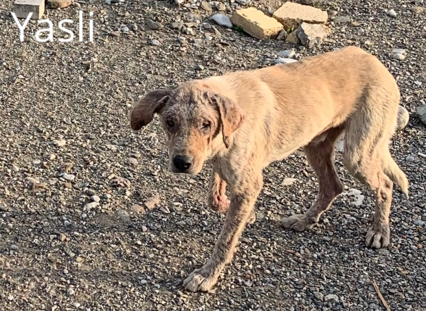 Cat_Kapow's tweet photo. 🇹🇷 🐕#Turkey there is little help for animals & few dedicated #Turkish help stray #dogs💔😿Tulay has saved #dogs since 2002 life is hard & she urgently needs support 🙏Help raise 2000kg of kibble #dogs #click #donate kibble #HelpEach1 #DogsofTwittter 🐶➡️https://t.co/vD6NCP5M8o https://t.co/XIUi2A3QmB