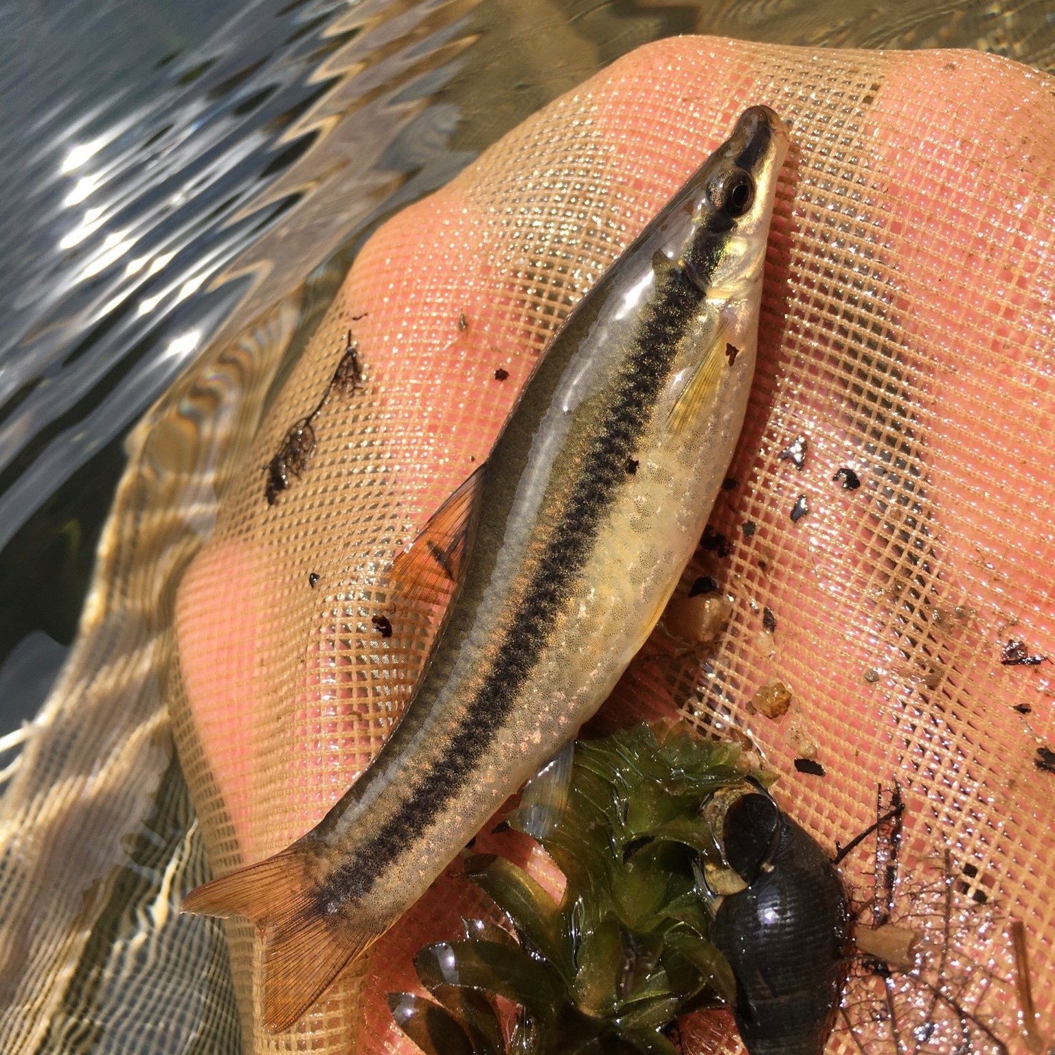 Aquaさん 何かを托卵でいる こちら ムギツク でございます 獰猛なオヤニラミやドンコに自分の卵を託す命知らずな魚で有名です 体側に1本の黒ラインが入るのが特徴ですが大型の個体や環境によっては不明瞭になります T Co Eaaa5nqf3z
