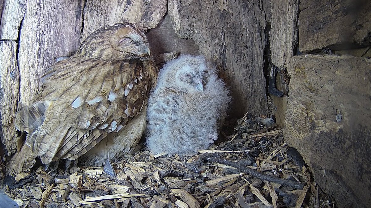 Lovely view of Aluco and Nyx right now on my live tawny cam!  #TawnyOwls