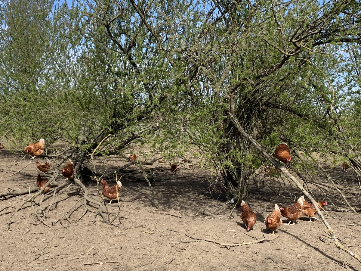 Girls having fun on their climbing frame