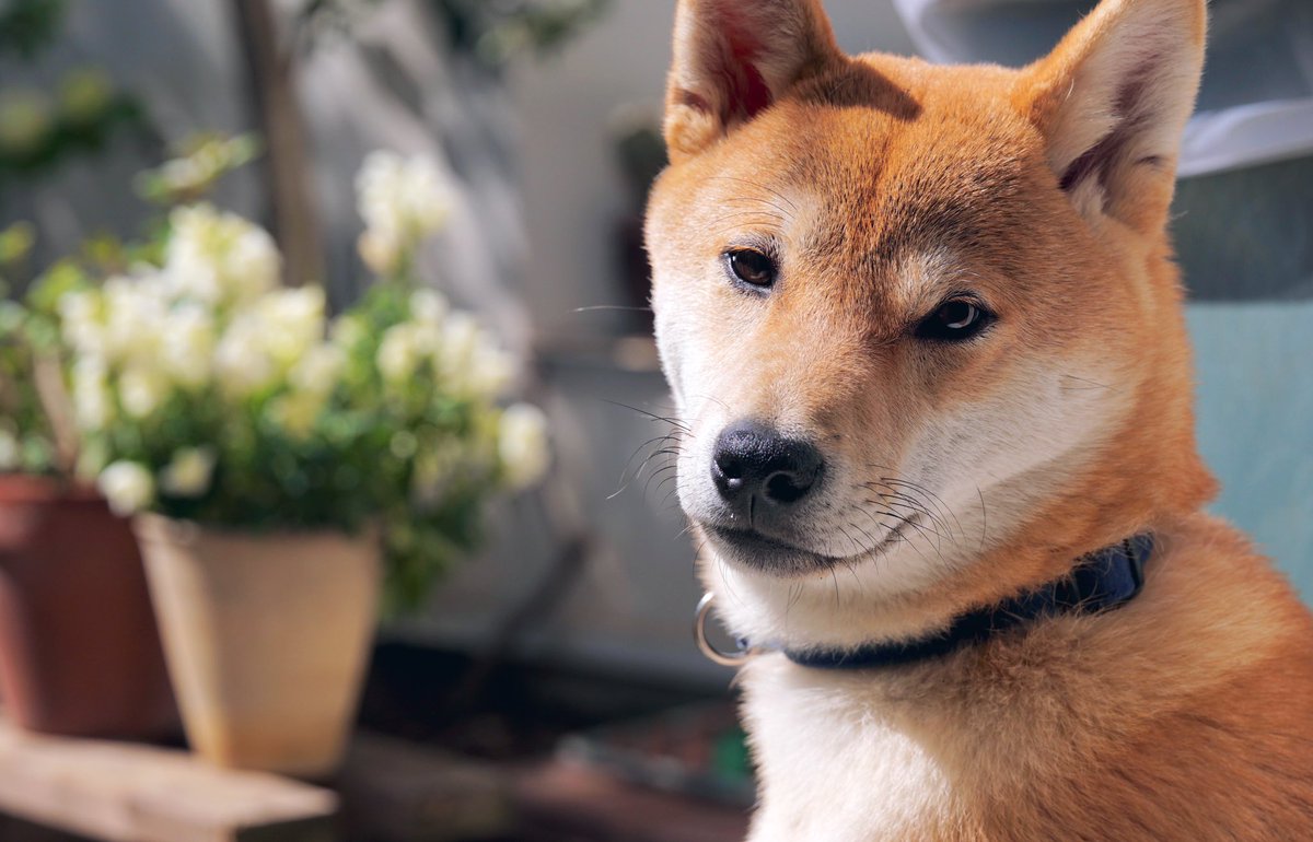 Beef Fantasy犬 大人になってきた ちんちんもデカく Beef Fantasy犬 大人になってきた ちんちんもデカく