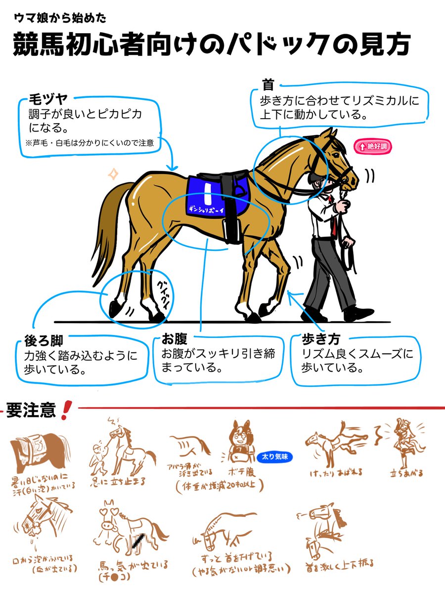 ウマ娘から競馬を始めた初心者に向けて パドックの見方を描いたイラストがわかりやすい これを覆すのが Togetter