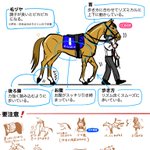 競馬を始めたばかりの初心者に伝えたい？パドックの見方!