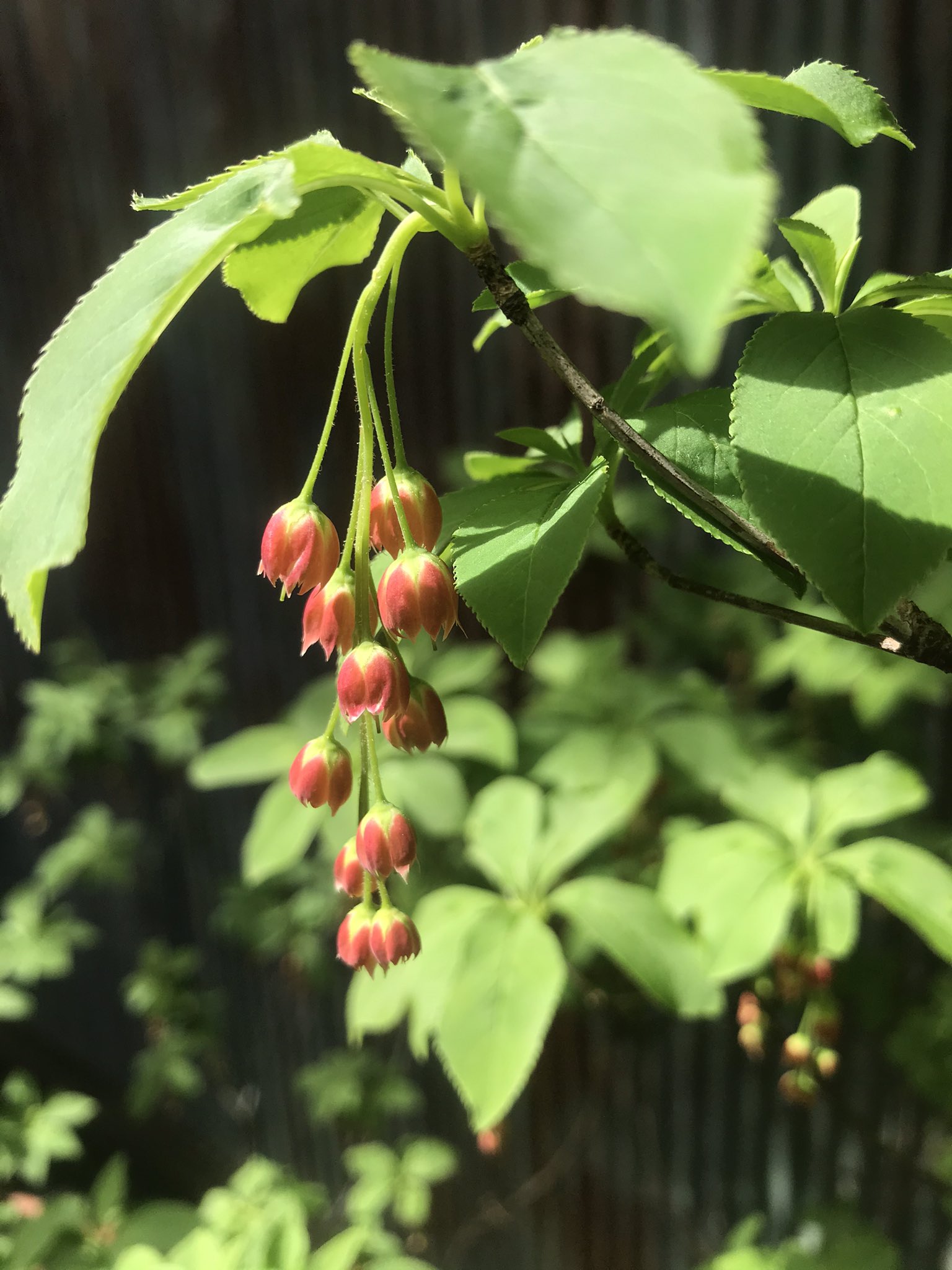 金魚家 裏庭のサラサドウダンが可愛らしいなー 花言葉 喜びあふれ 明るい未来やって うんうん だよねー 元気でたー