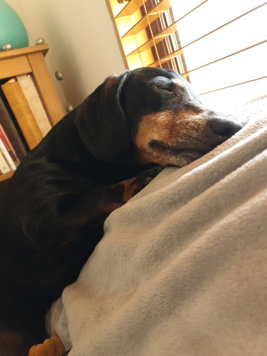 Sundays are for snoozing...right!? #sunday #snooze #dog