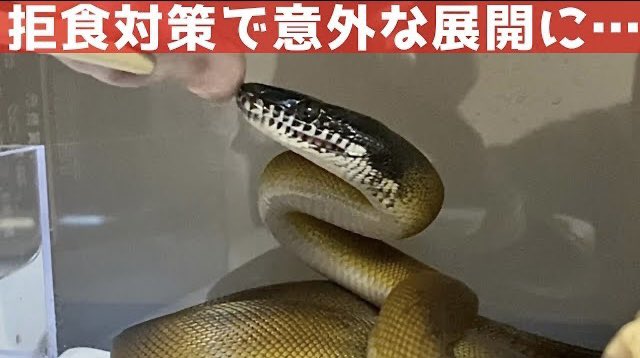 Hebi_Kaeru2020's tweet image. 巻きついて食べてくれないと思ったら…
YouTube⬇︎
youtube.com/channel/UCJ-Q2…
#アルバーティスパイソン #ノーザン #whitelippedpython #Leiopythonalbertisii #蛇 #ヘビ #飼育 #爬虫類 #爬虫類好き #snake #reptile #reptiles #pet #pets