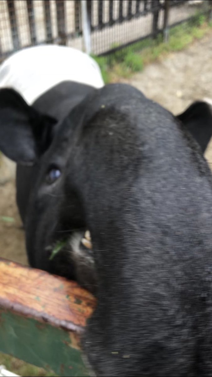 マレーバク 英語