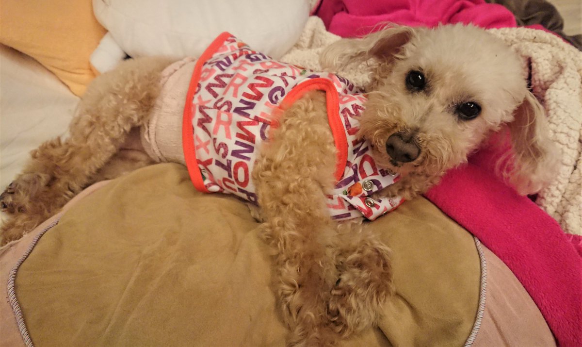 麻希一樹 麻木琴加 On Twitter ちなみに 元保護犬の次女が我が家に来たばかりの頃はこんな感じでした 今とはまるで別犬ですね