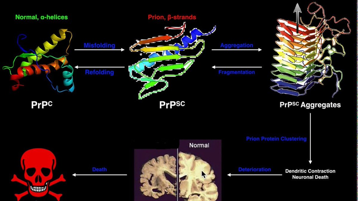 3.6) Estos agregados proteicos acaban siendo neurotóxicos produciendo la muerte progresiva de las neuronas con el consiguiente deterioro cerebral que encontramos en las Encefalopatías Espongiformes Transmisibles (EET)Quizás os estéis preguntado, ¿pero cómo se forma la PrP-sc?