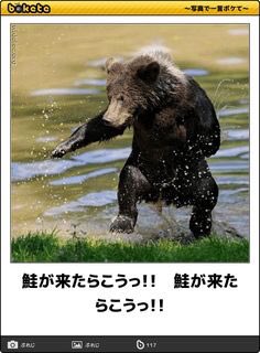 おもしろ画像を届けます フミ こんばんはー クマが冬眠明けるのでw おもしろ画像 クマ