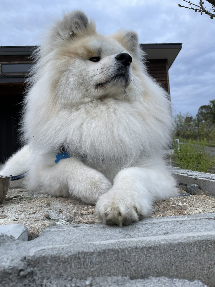 Yuzu_Akita16622's tweet image. ライオン・キング😆