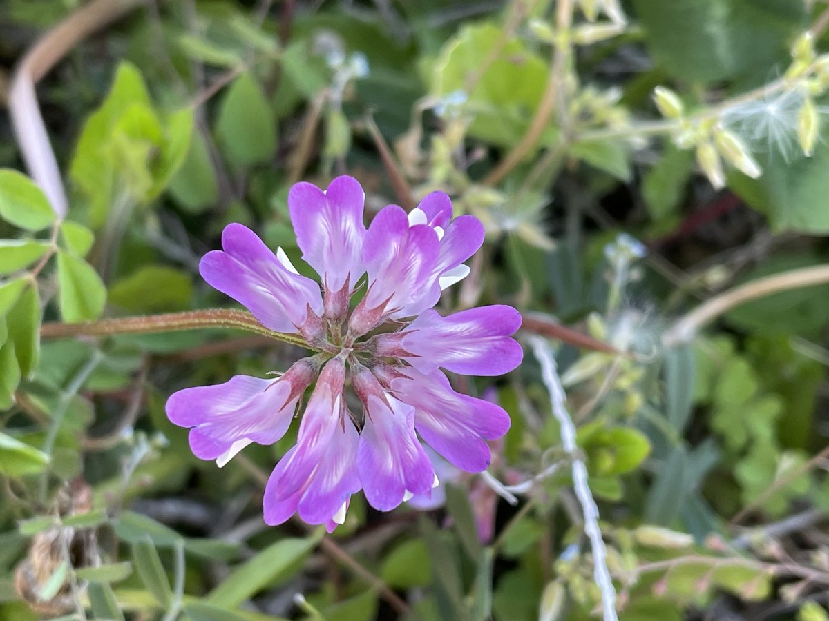 れんげ草 れんげ草